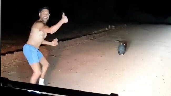 Mr Johncock caught on camera before he kills a wombat. Picture: Wombat Awareness Organisation.