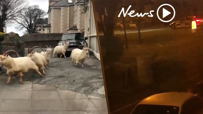 Goats take over the Welsh town of Llandudno