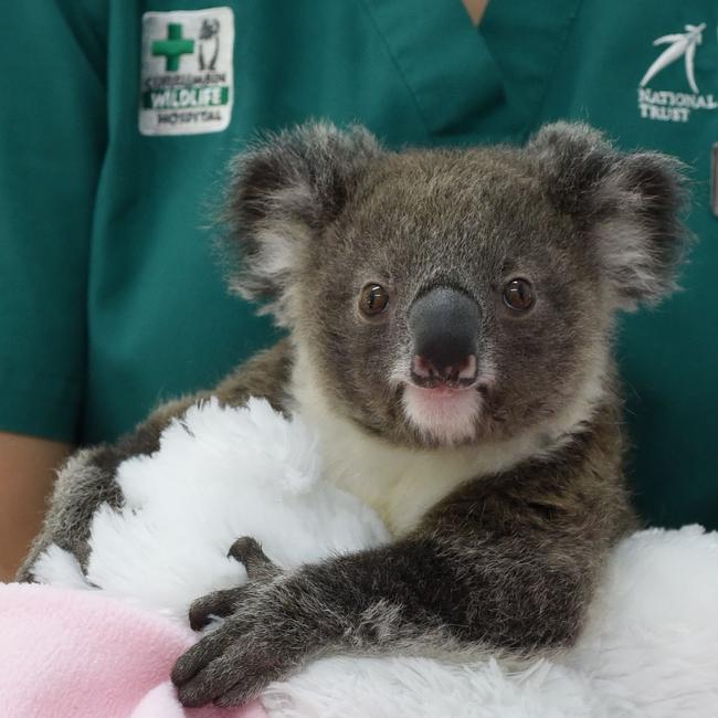 Bronte the koala during at Currumbin Wildlife Hospital. Bronte is an orphan and was found in her mum's pouch on the side of the road after a vehicle strike. She has been released back into the wild Picture: Supplied