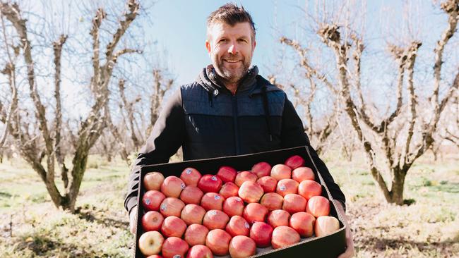 Perfection: Orchard innovations mean no two fruit touch each other during harvesting, raising fruit quality and productivity, Jason Shields says.