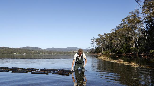 The oyster industry attracts plenty of tourists. Picture: Jonathan Ng