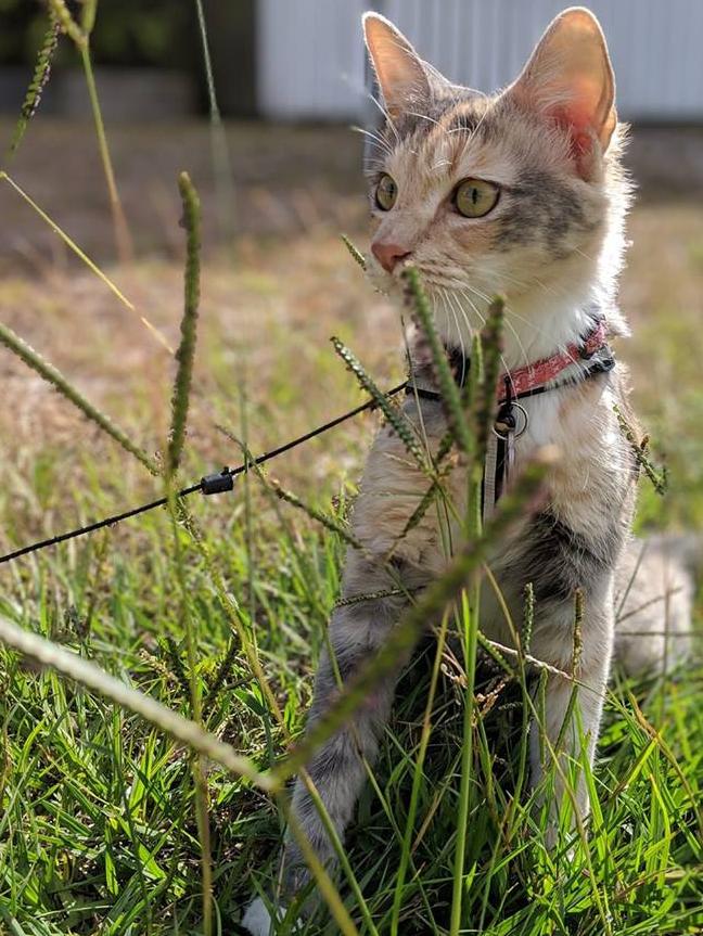 Here is Cynthia enjoying her safe harnessed for an outside walk. Picture: Michelle Penrose-Timms.