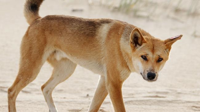 A dingo has been stabbed almost to death after an attack on a child on K’gari on Friday.
