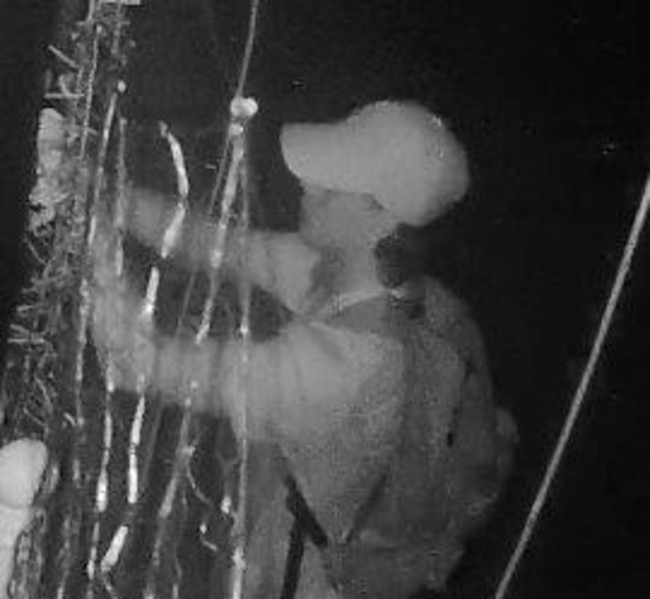 CCTV stills of a vandal caught destroying Christmas lights at Umina Beach last year.