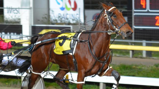 A horse in a harness race. Pic Tasracing