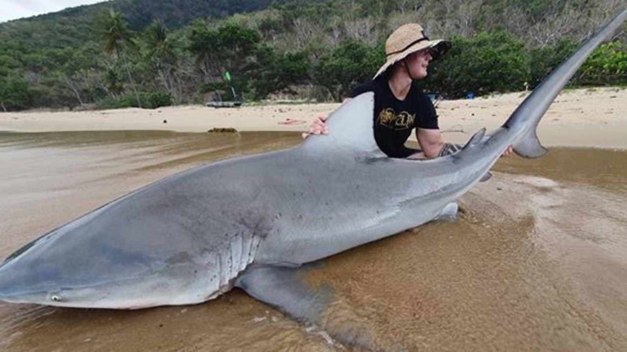 Massive tiger shark landed during 'team-building' fishing trip