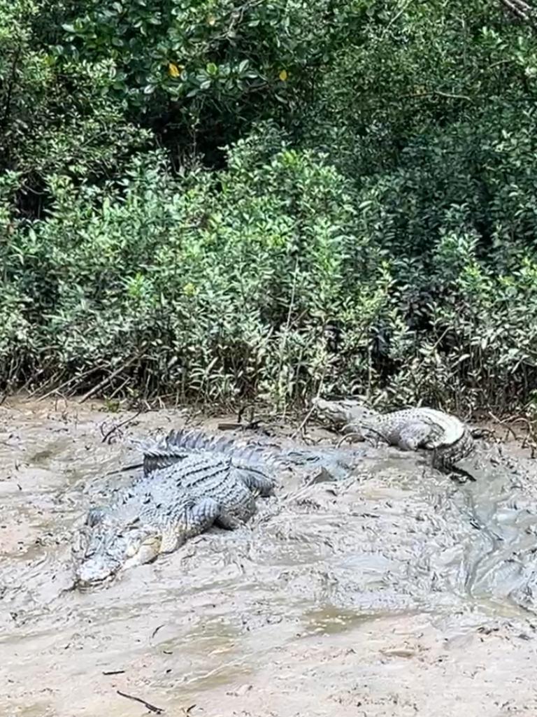 A couple of the crocs we spotted on the cruise.