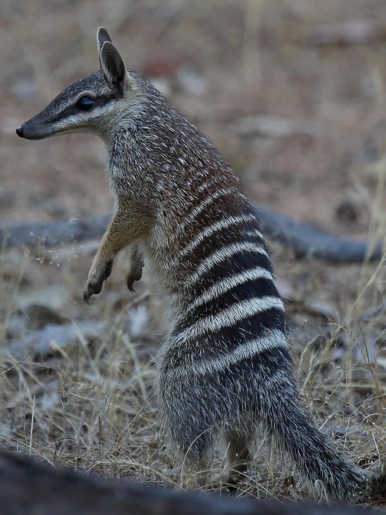 Can the Extinct Tasmanian Tiger Be Brought Back to Life