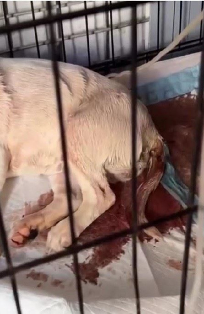 A dog with parvo being treated at Gold City Vets.
