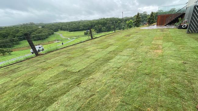 Turf laid in northern NSW contained invasive fire ants. Picture: Supplied