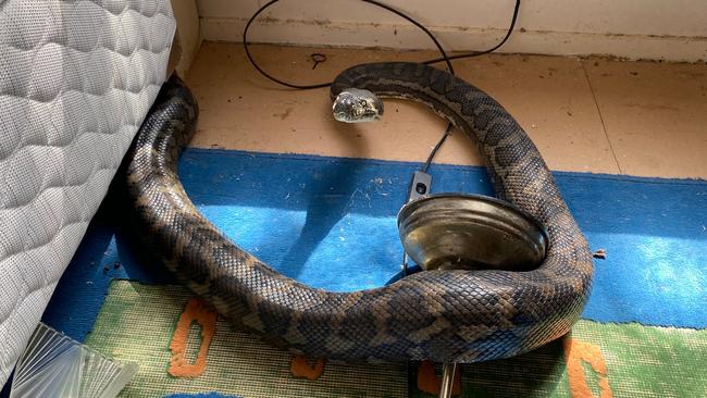 One of the two huge carpet snakes fell through the kitchen roof of David Tait's Dayboro home on August 31.