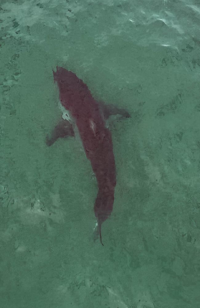 The shark swimming near Bulli. Picture: Supplied