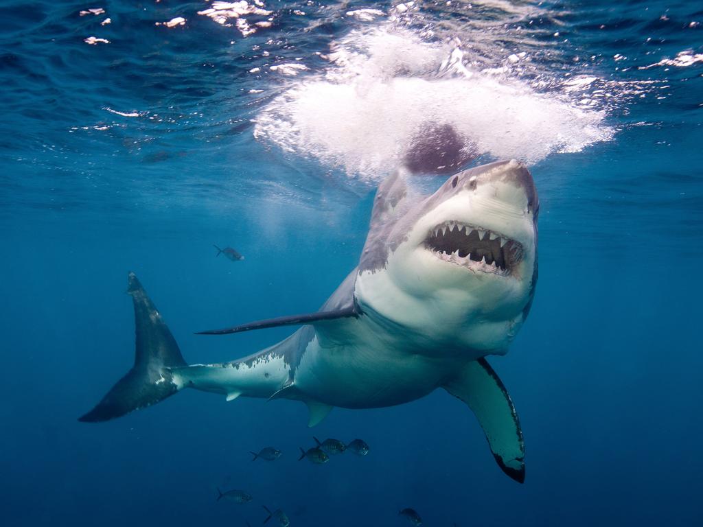 New data reveals the NSW beaches that detect the most sharks | Geelong
