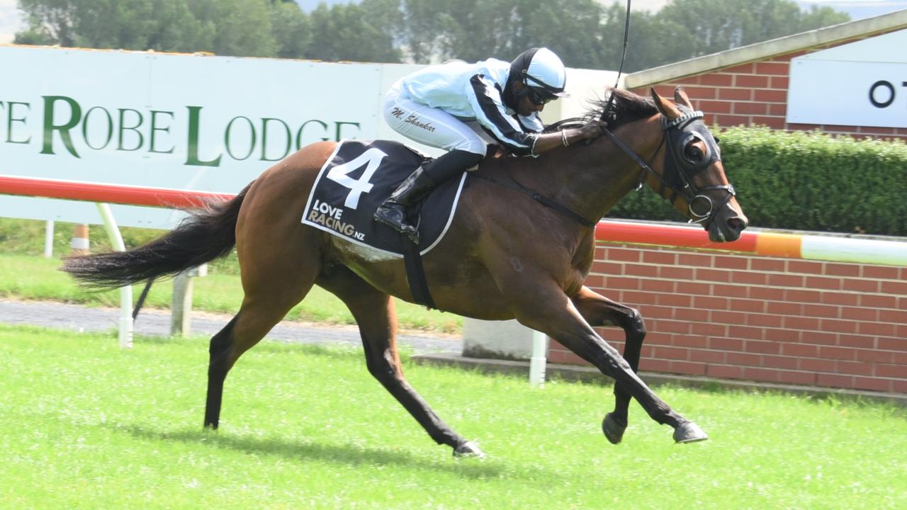 Former New Zealand gelding Palmetto has been trialling well ahead of his race return at Randwick. Picture: Tayler Strong