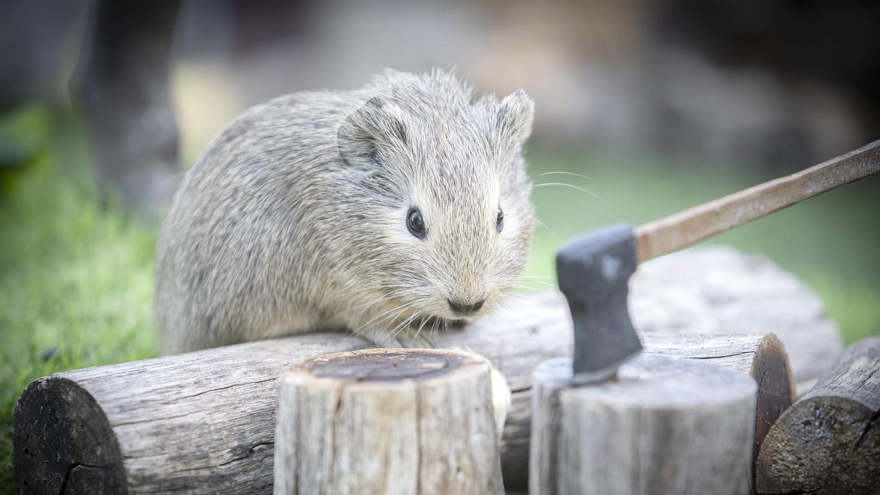 GuineaVale also has a miniature wood chopping station. Picture: Chris Kidd