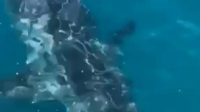 Great white shark spotted circling fishing boat off coast near Robe, SA -  ABC News