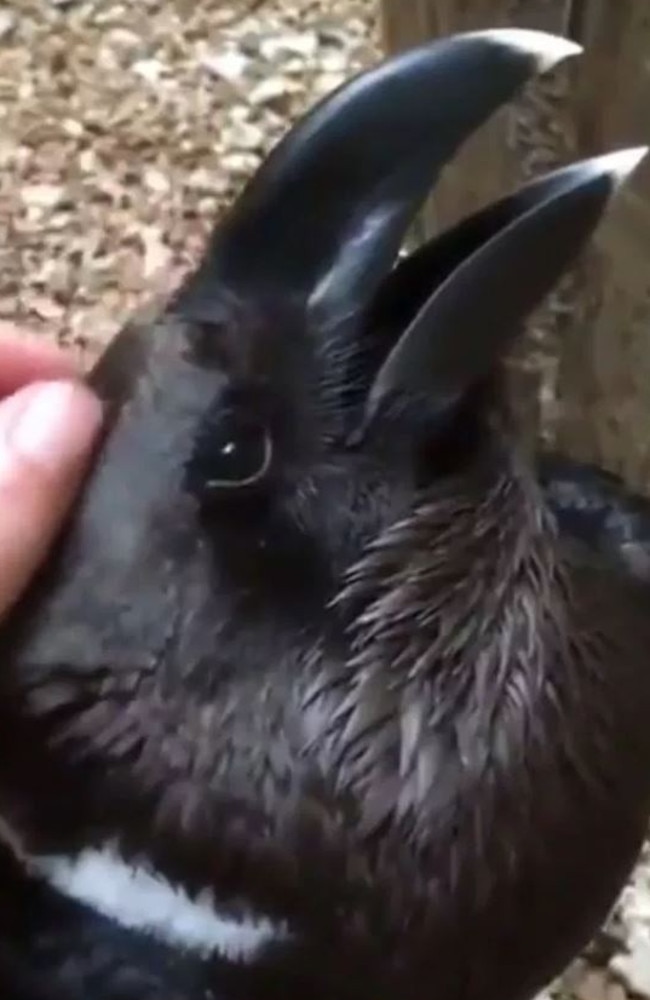 Is this a rabbit or a raven? It could be the beak of a raven or the ears of a rabbit. Picture: Imgur