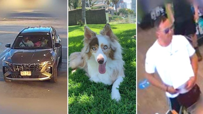 Police reveal footage of dog missing after bizarre break-in on the Gold Coast.