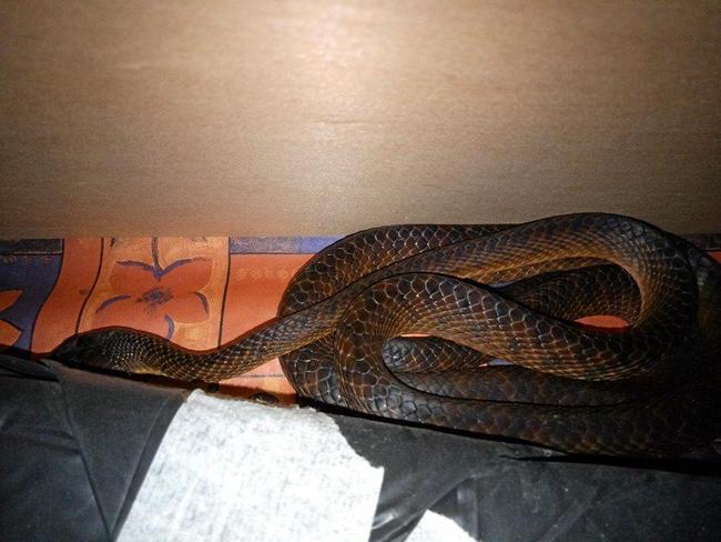 A snake was found in a Murwillumbah woman's home yesterday.