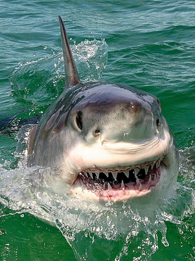 A great white shark spotted at Port Macquarie. Picture: Al McGlashan