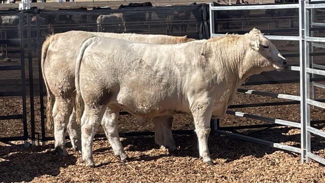 Palgrove’s Charolais cross Ultrablack steers from the winning pen.