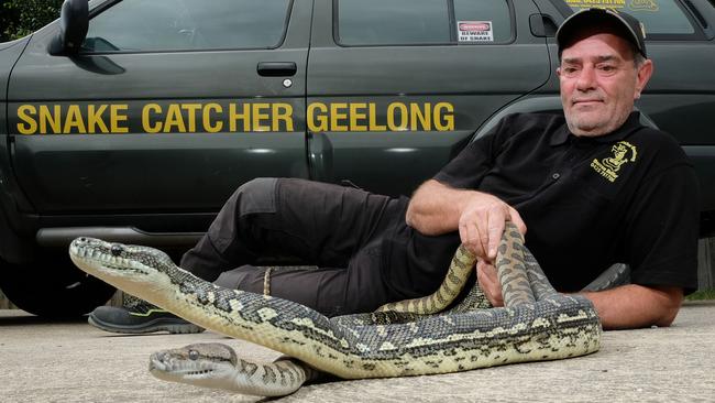 Geelong's Darren Keiller is having a busy season as a snake catcher, pictured with his pet pythons Wilson and Fedi. Picture: Mark Wilson