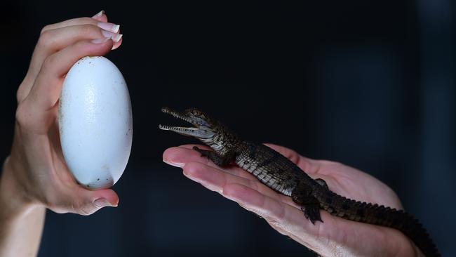 Billabong Sanctuary reptile ranger Chris Benstead with a saltwater crocodile egg and a baby freshwater crocodile. Picture: Evan Morgan