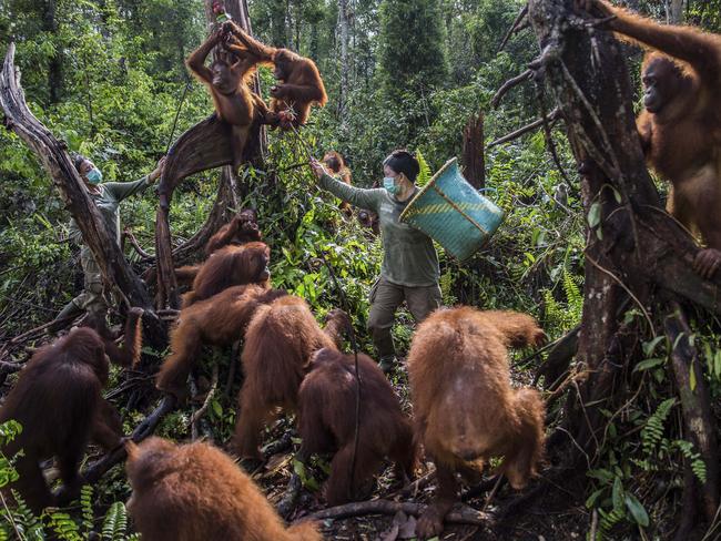 Orangutans under threat from wild Borneo, Sumatra blazes | Herald Sun