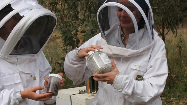 A varroa mite was discovered at a blueberry farm at Nana Glen, resulting in the eradication of 32 hives in the area. Varroa mite surveillance. Picture: NSW Department of Primary Industries