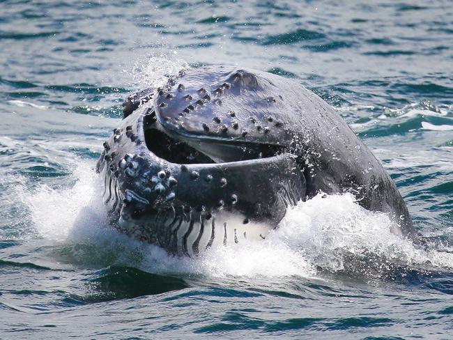 Spectators were treated to the frolicking calf’s antics on Sydney Harbour. Picture: <a href="http://www.whalewatchingsydney.com.au" target="_blank">whalewatchingsydney.com.au</a>