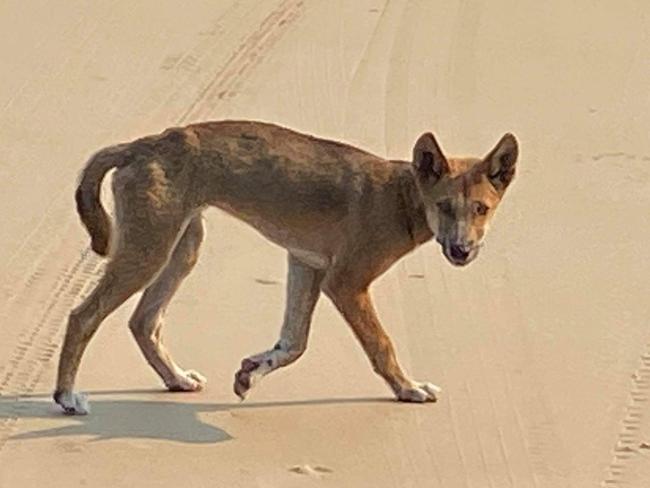 A dingo on the beach on Fraser Island.