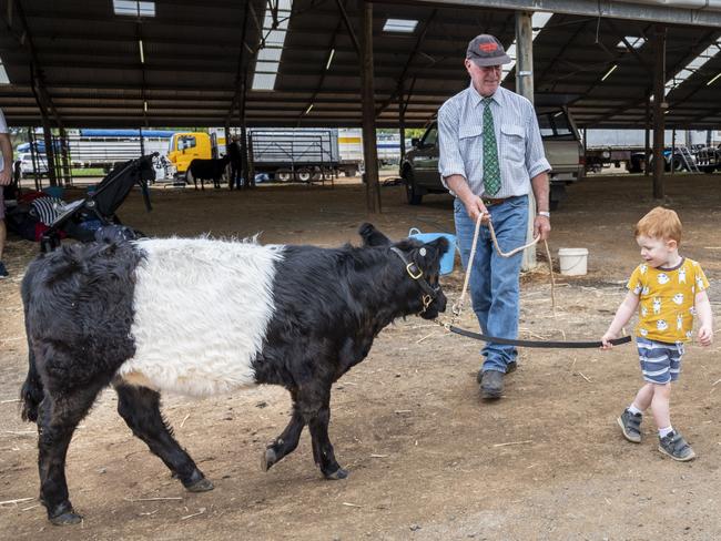 Zach Thomas leads a 5 month old Freedom Rise Galloway calf at the Toowoomba Royal Show. Saturday, March 26, 2022. Picture: Nev Madsen.