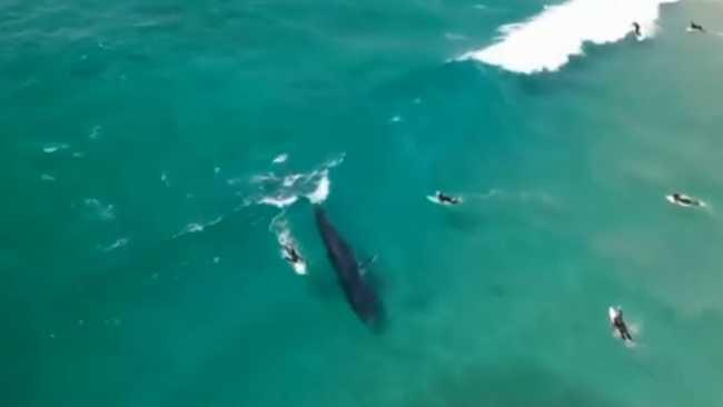 Bryde's whales have been filmed with surfers at Lennox Head.