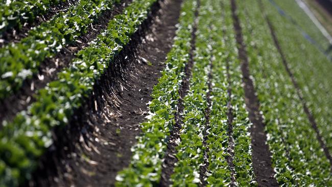 AN $80 million vegetable cannery that has potential to provide an enormous jobs boost in the Lockyer Valley could also become a new tourist destination, mayor Tanya Milligan says.