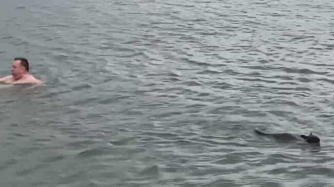 A ferry passenger helps to rescue a wallaby from the strong outgoing tide in the Cockle Creek. Picture: Central Coast Ferries.