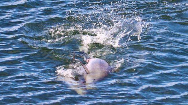 Labrador local Barney Enders snapped these photos from his balcony of dolphins mating in the Gold Coast Broadwater.