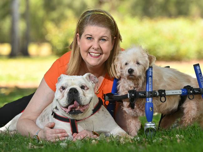 13/01/21. Debbie Mundy is the Founder of "Moving Paws Inc", which is an Always and Forever Haven for Senior and Special Needs dogs. Debbie has been nominated for the Thanks a Million campaign.Debbie with Betsy and Louie (blue wheels)Picture: Keryn Stevens