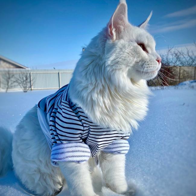 The overgrown feline named Kefir — like the creamy, cultured drink — lives in chilly Stary Oskol in eastern Russia. Picture: SWNS/Mega