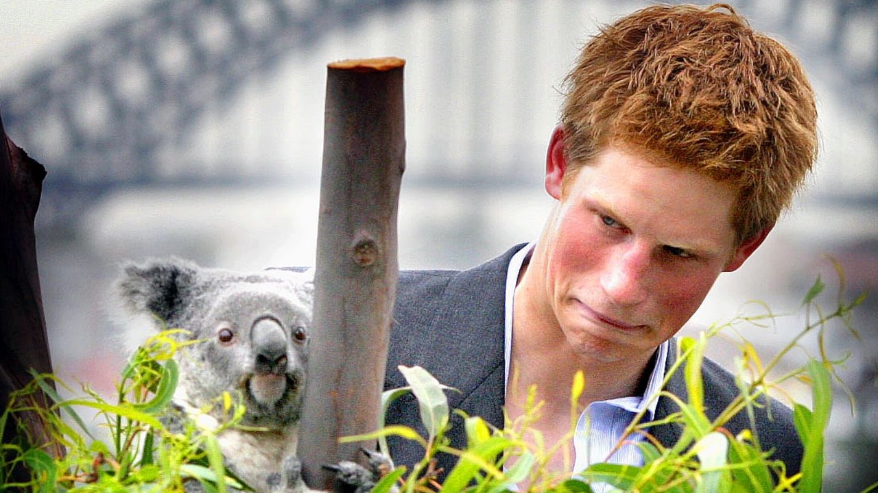 Koalas numbers in the wild have collapsed significantly since this photo was taken in 2003 of Prince Harry meeting one of the marsupials. Picture: Phil Blatch