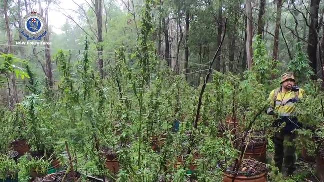 Police hiking through bush to reach illegal marijuana plantation