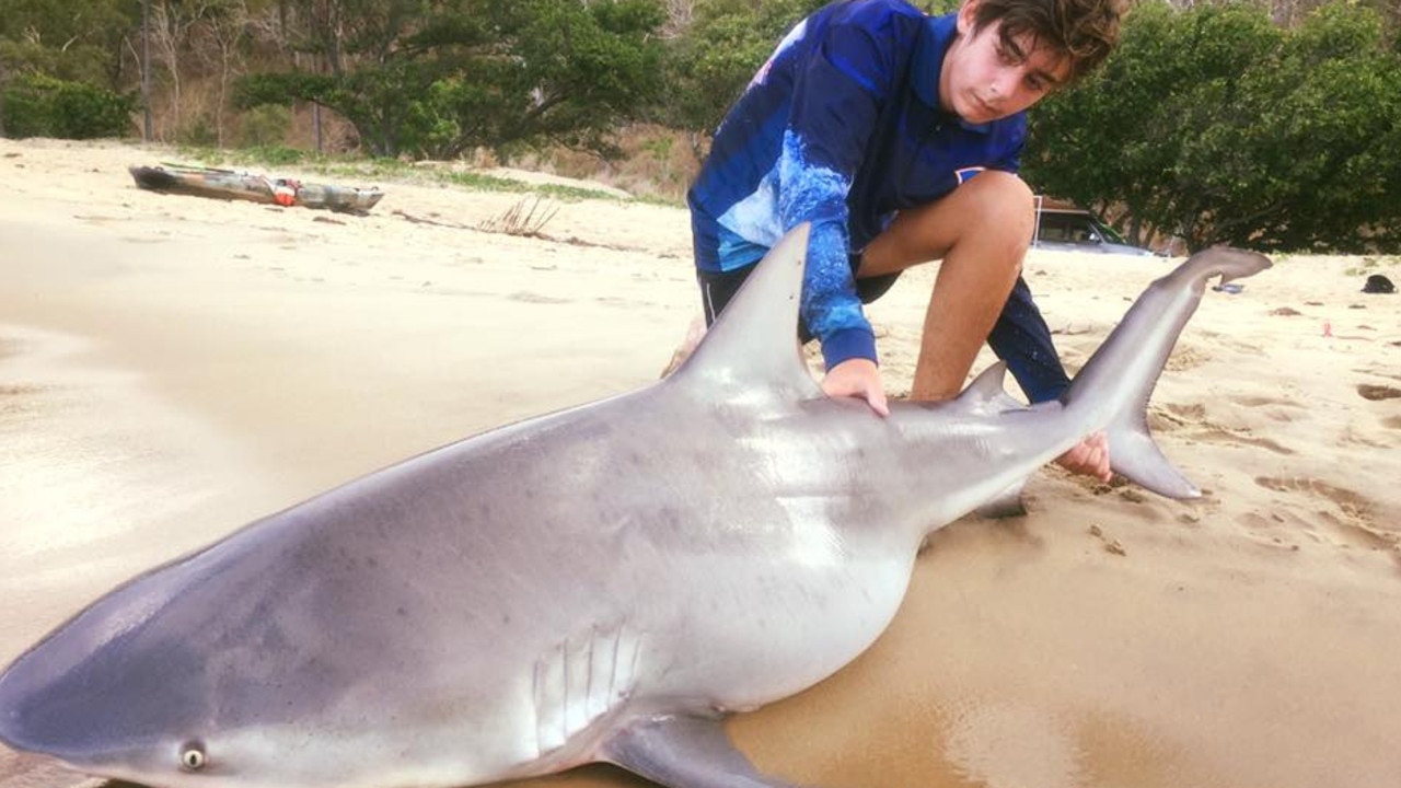 Cairns sharks Hefty tiger and bull sharks caught off Cairns The