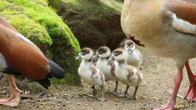 One day old Egyptian goslings at Gorge Wildlife Park. Picture: Tait Schmaal.