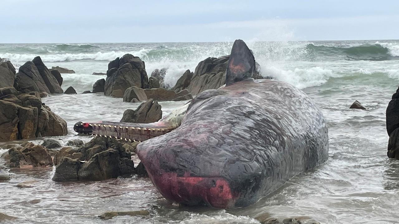 Rescuers scramble to reach 230 whales stranded on Tasmanian beach | The ...