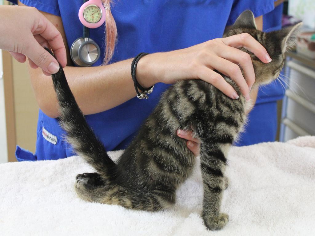 A kitten named Duct Tape could not be saved, after sustaining serious leg injuries. Picture: RSPCA.