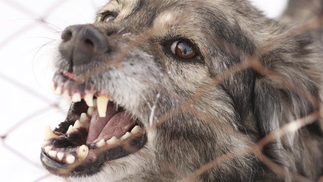 Owners caught with dogs who bark excessively will be slugged more.