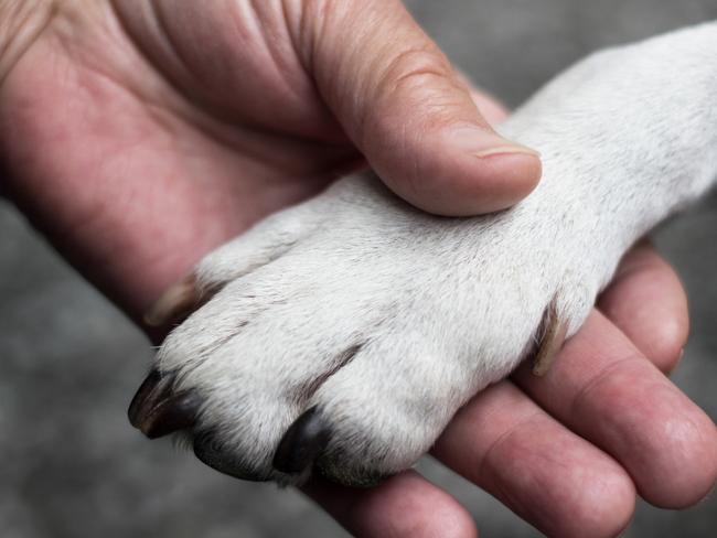 ‘They are put in a warm bath’: Water pet cremation explained