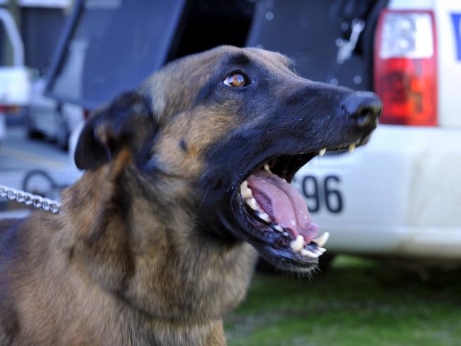 Perth Now A police dog called  Argus is missing in Swan View Pic shows generic of a similar Belgium Shepherd called Zorro and his handler Marty Campbell in front of police headquarters