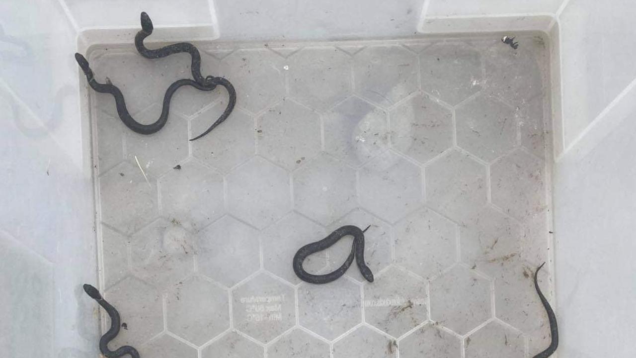 Melbourne snakes: Reptile gives birth to babies in catcher’s car | The ...