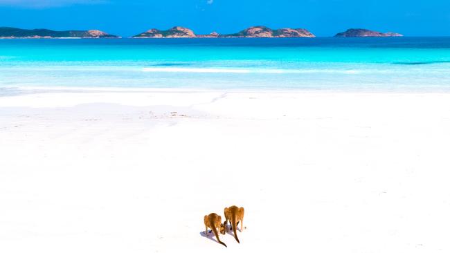 ‘Beach bums’. Lucky Bay Kangaroos, Esperance Western Australia. Picture taken by travel photographer Jaimen Hudson.