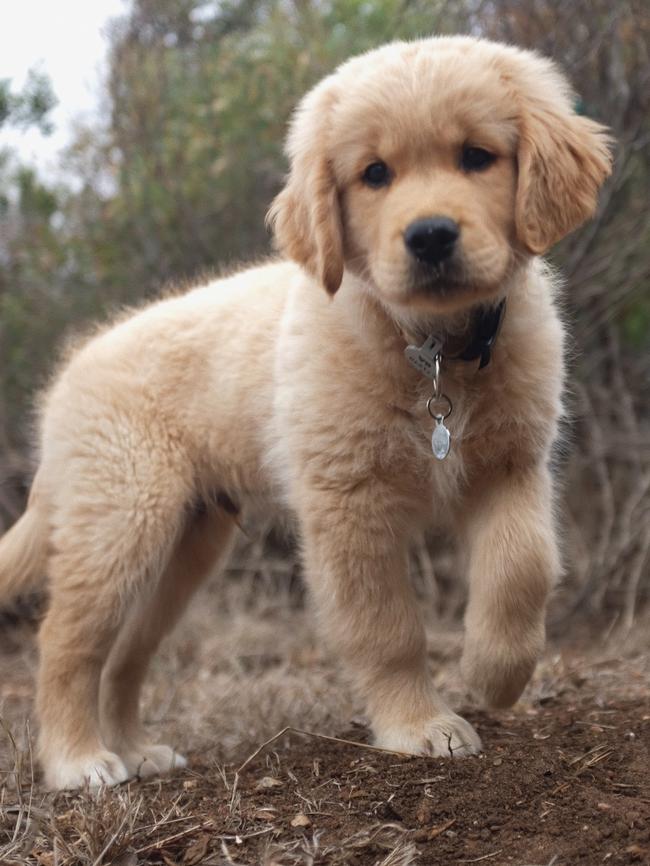 Archie, sent in by Winnie Packer, Middleton.